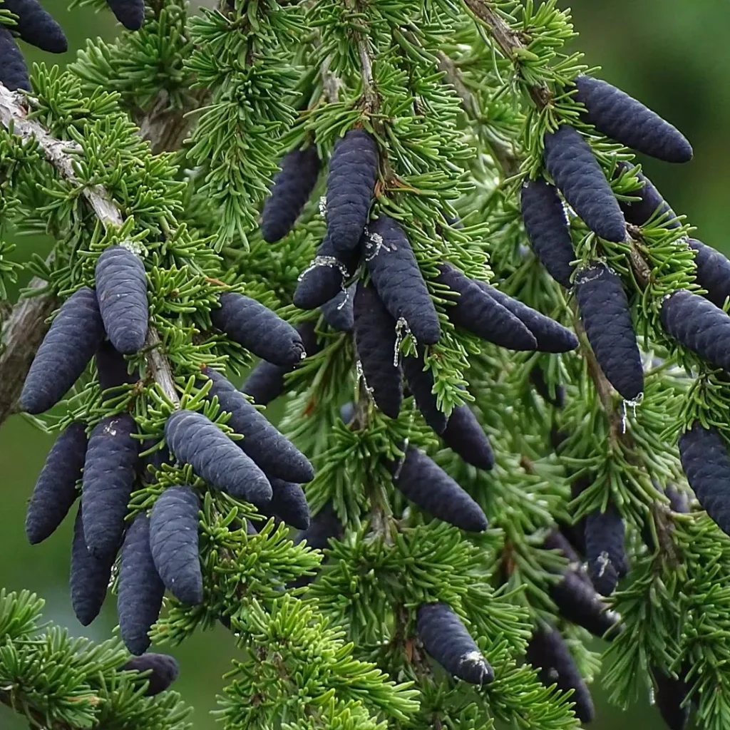 Tsuga Mertensiana