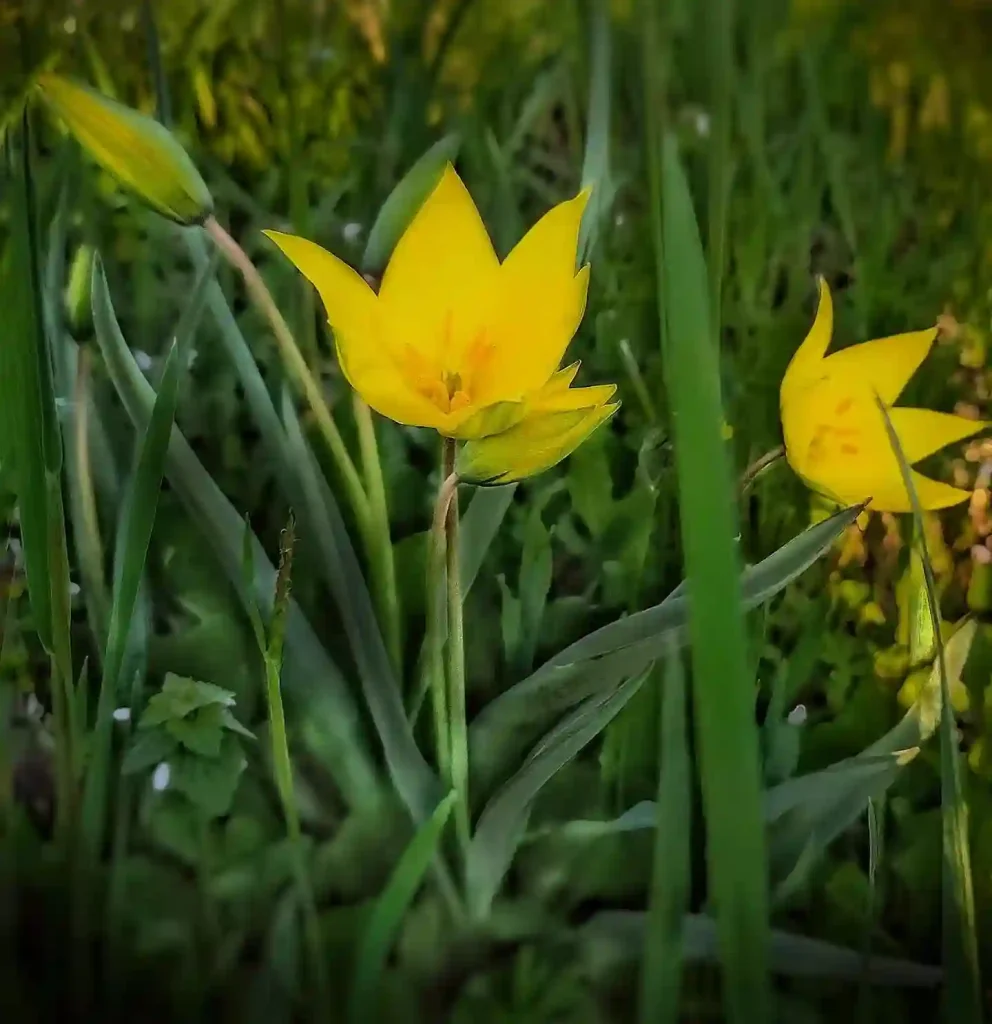 Tulipa Sylvestris