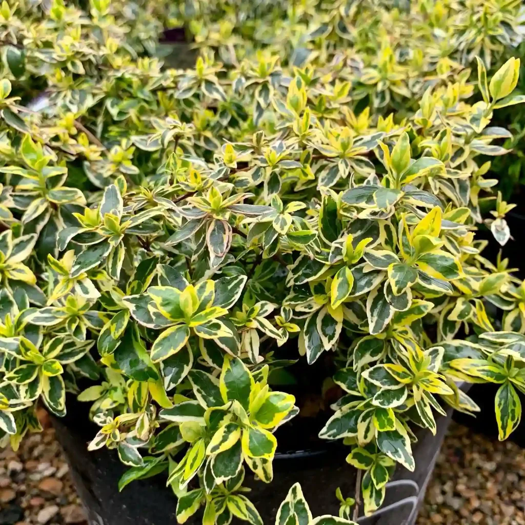 Twist Of Lime Abelia