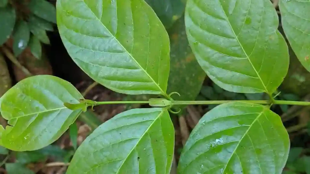 Uncaria Tomentosa