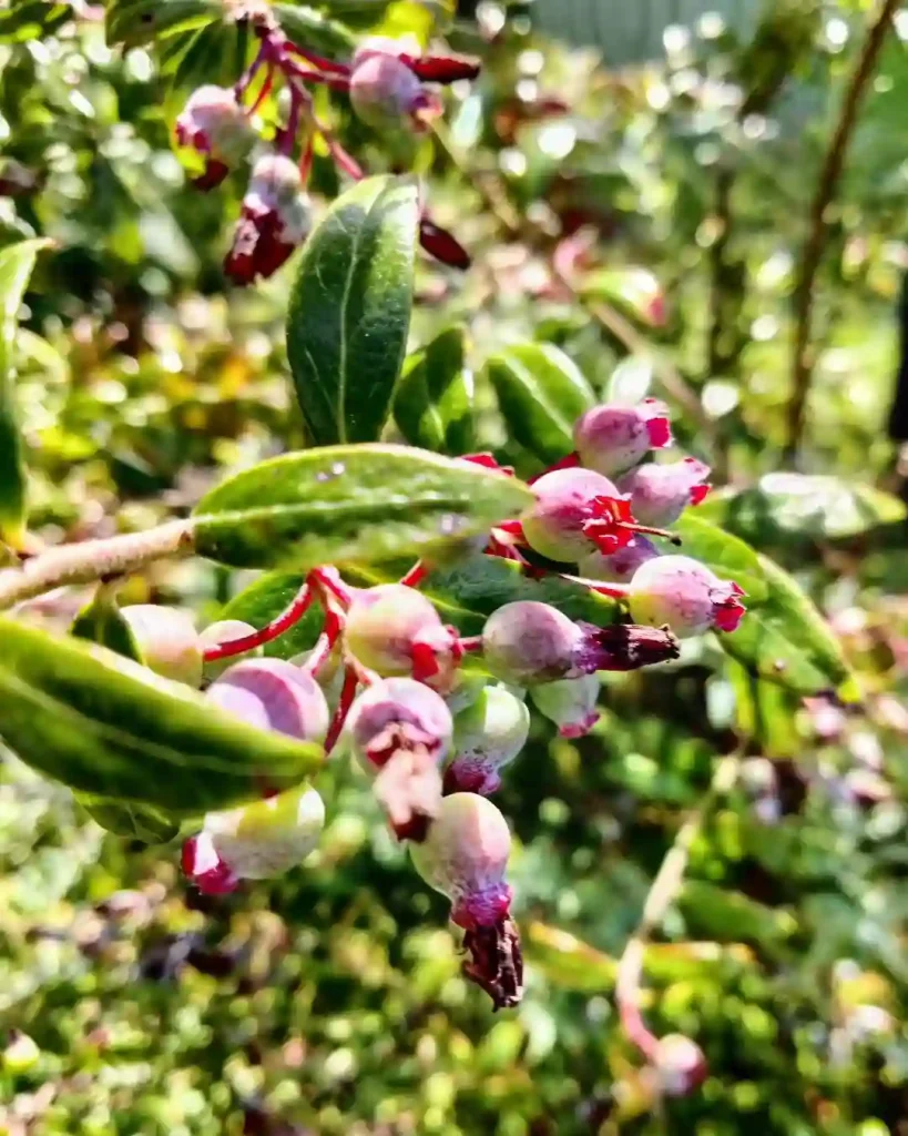 Vaccinium Darrowii