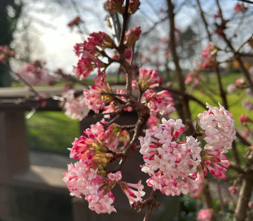 Viburnum Farreri