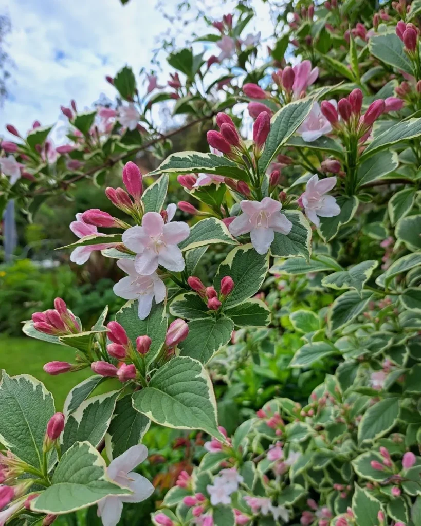 Weigela Florida