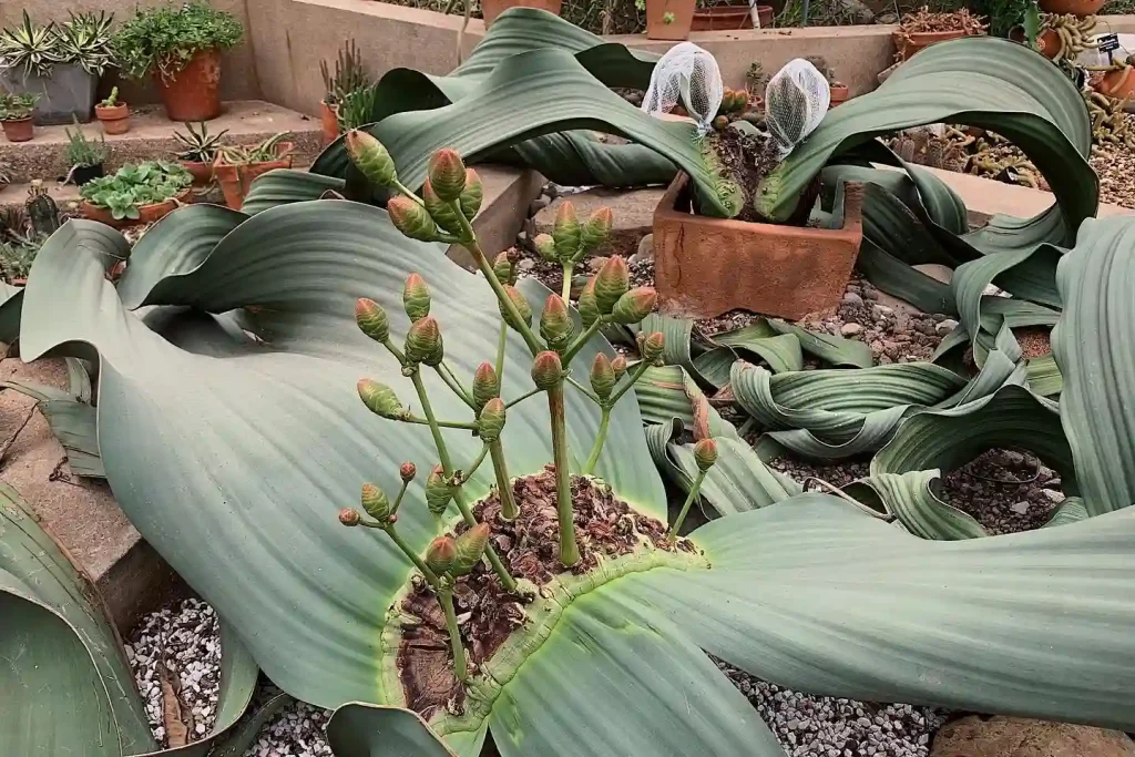 Welwitschia Mirabilis