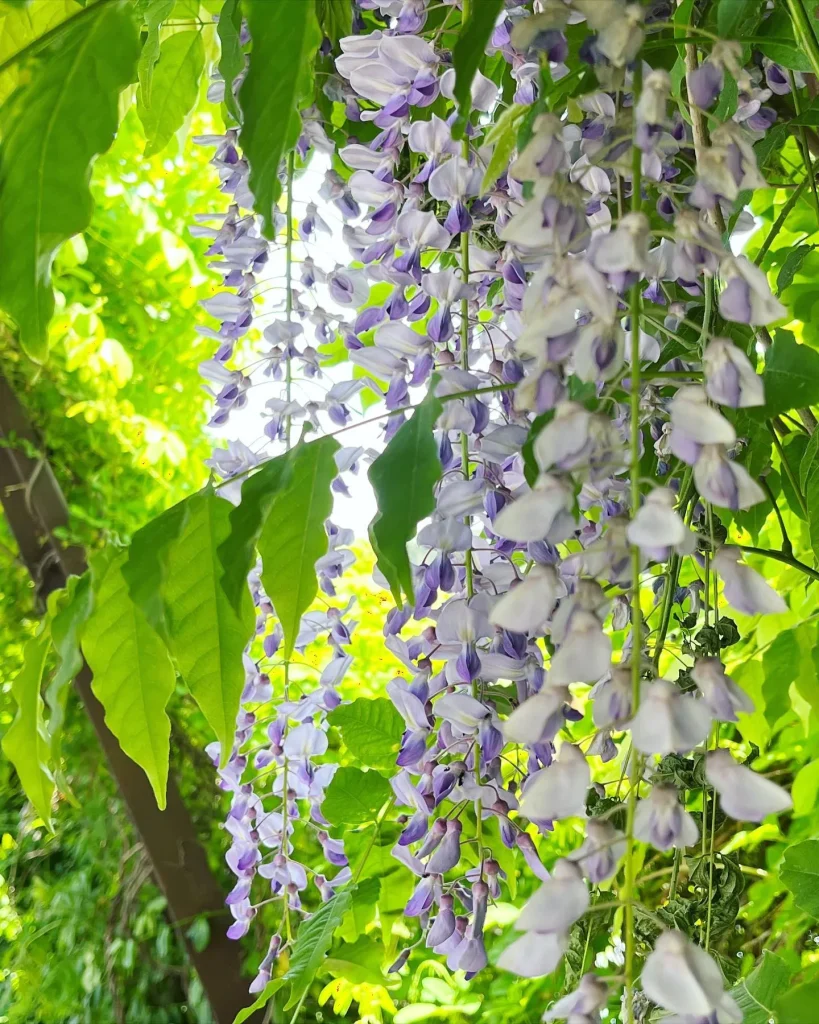 Wisteria Floribunda