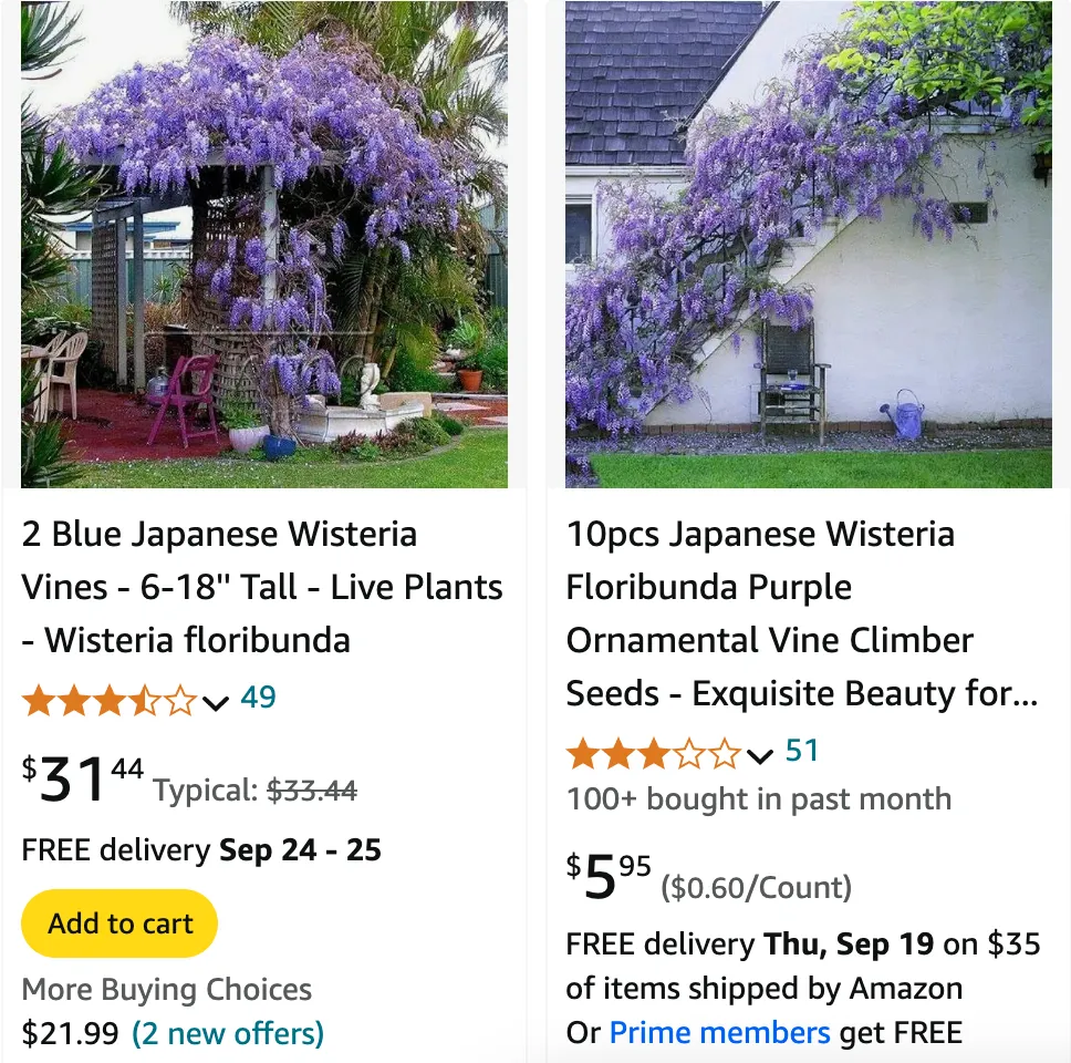 Wisteria Floribunda | Monsteraholic