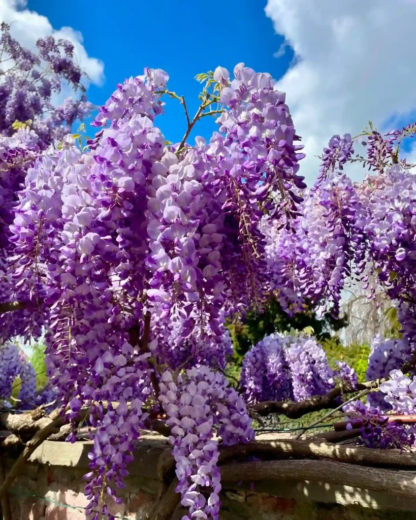 Wisteria Sinensis