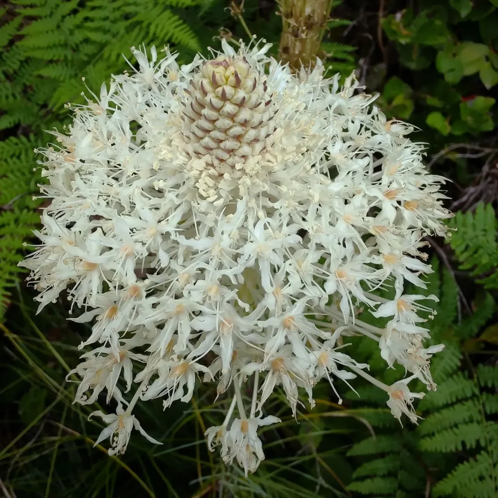 Xerophyllum Tenax