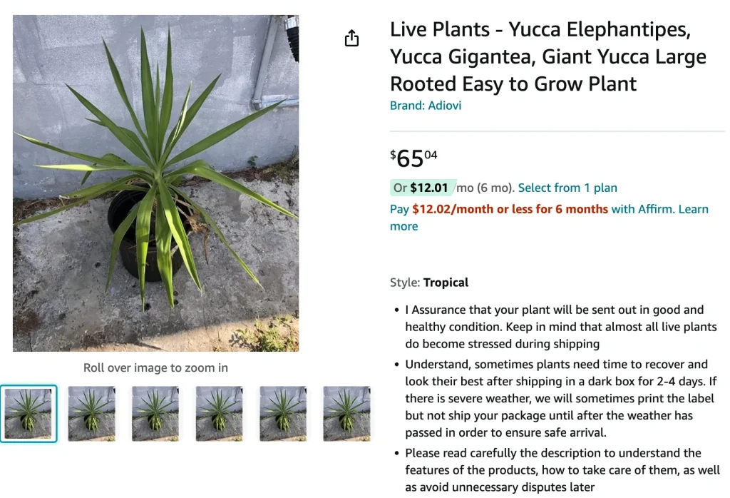 Yucca Gigantea | Monsteraholic