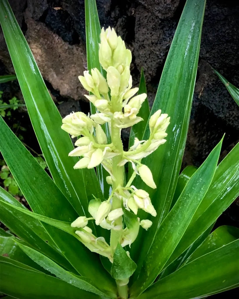 Yucca Gigantea