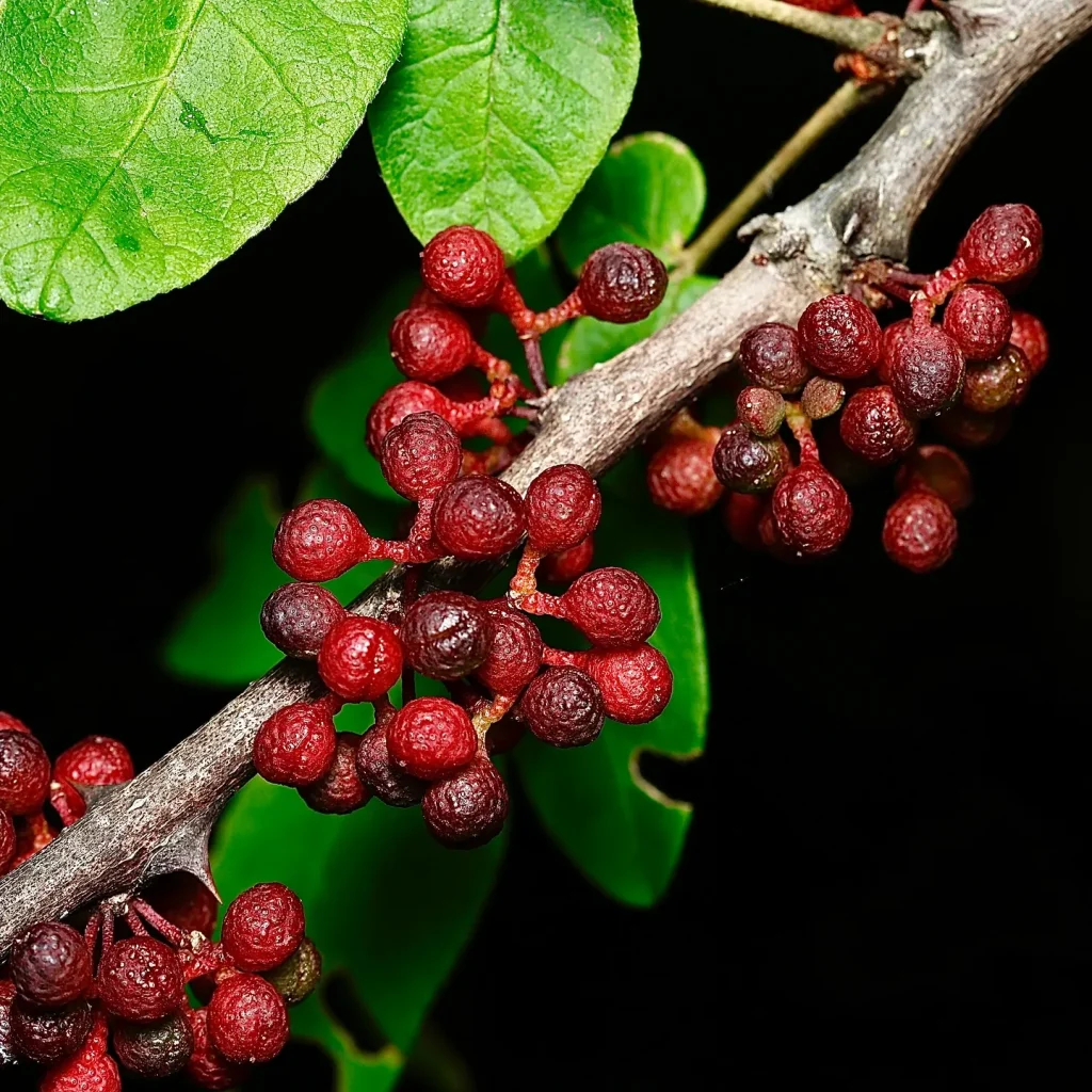 Zanthoxylum Americanum