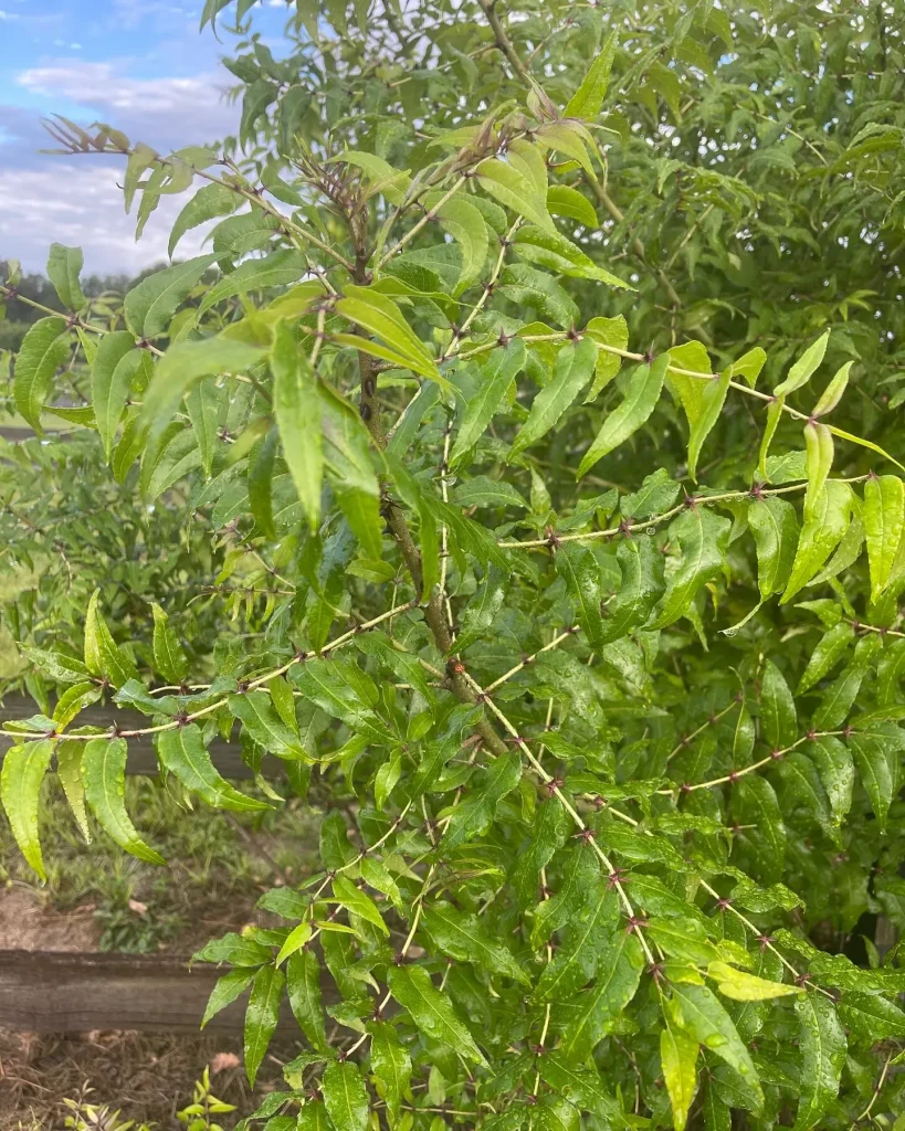 Zanthoxylum Clava-Herculis