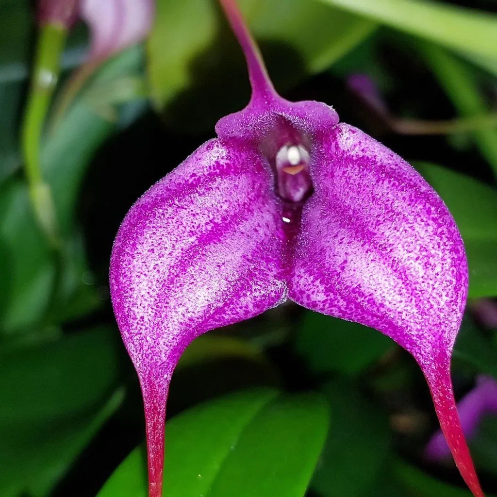 masdevallia