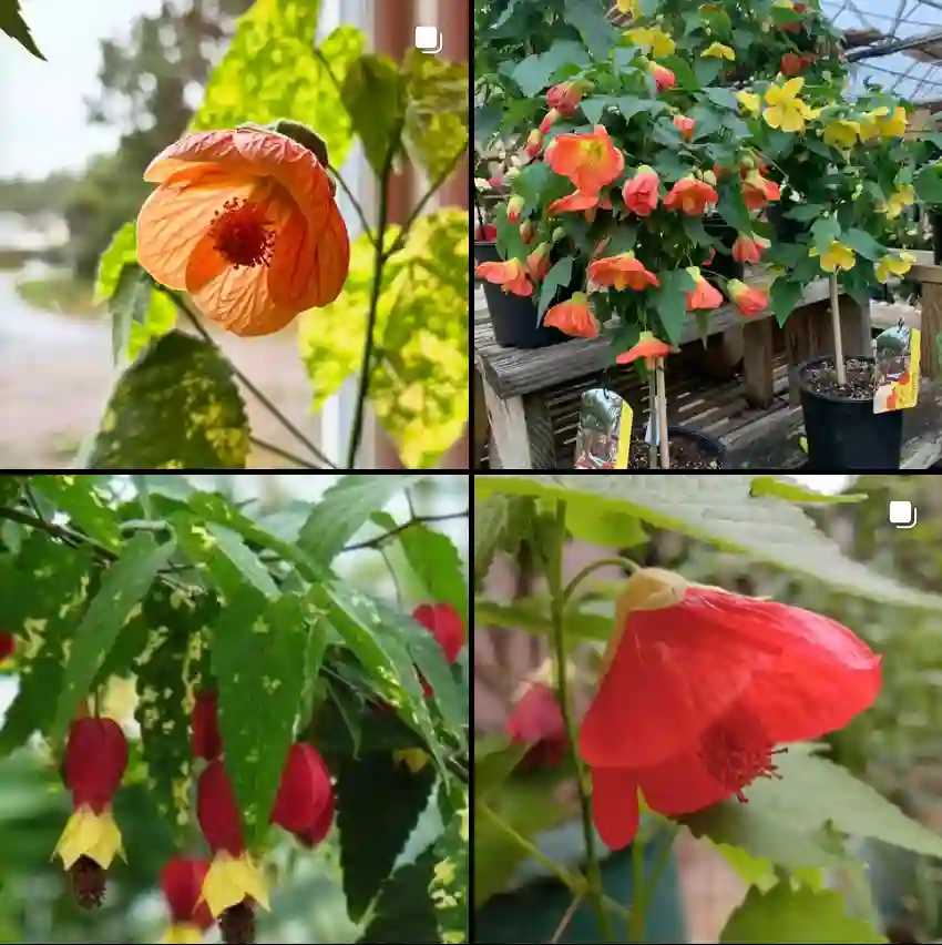 Abutilon