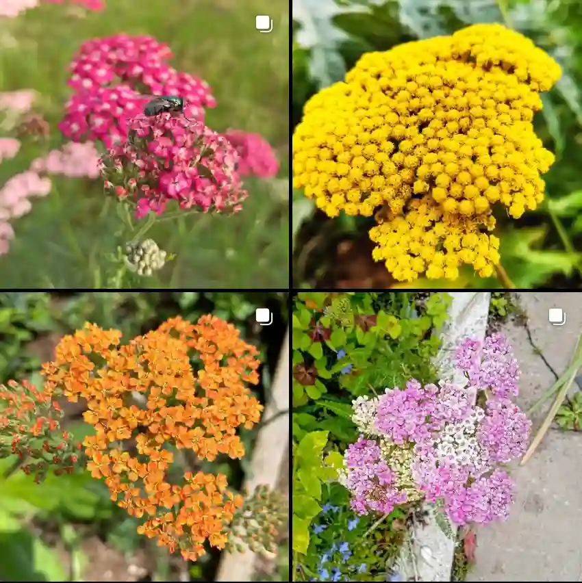 Achillea