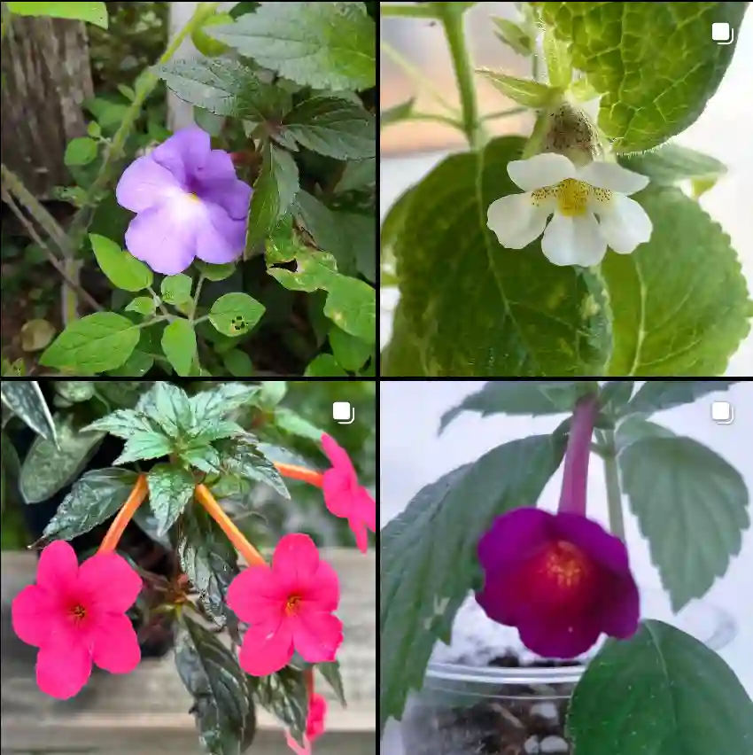 Achimenes