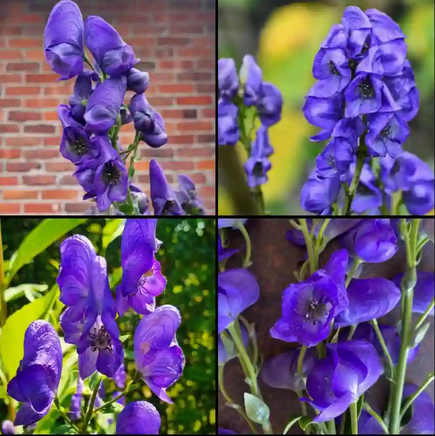 Aconitum