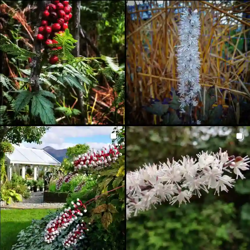 Actaea