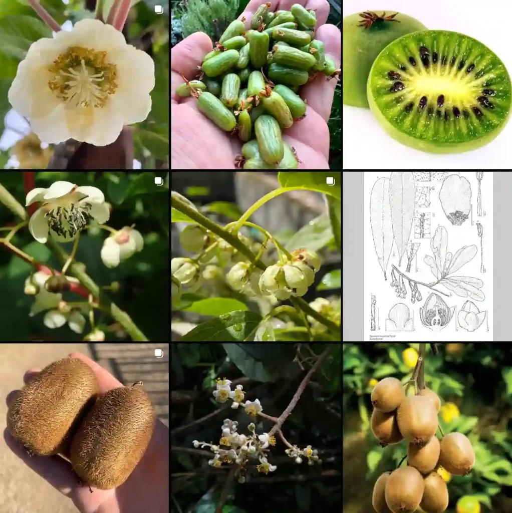 Actinidiaceae