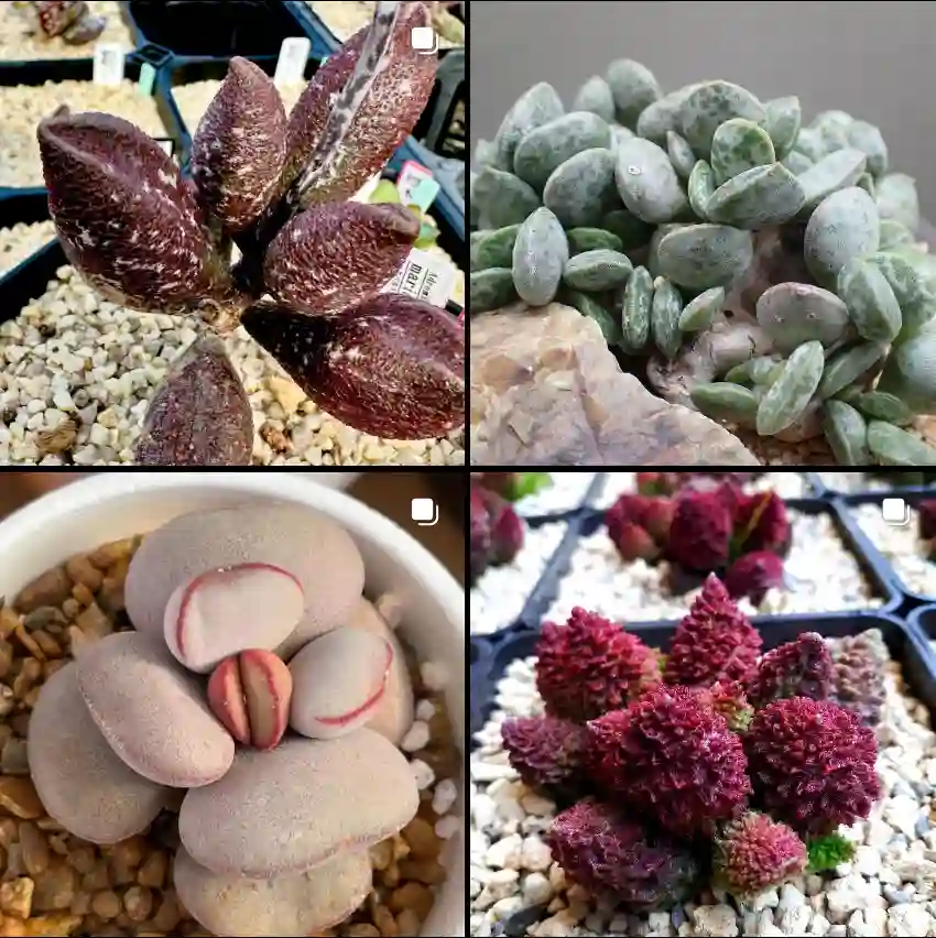 Adromischus