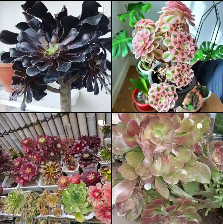 Aeonium