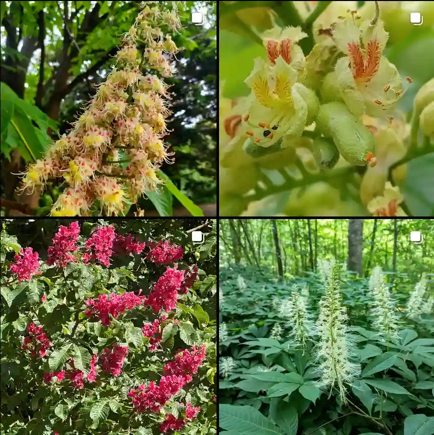 Aesculus