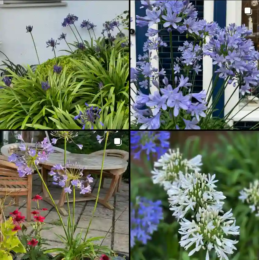 Agapanthus