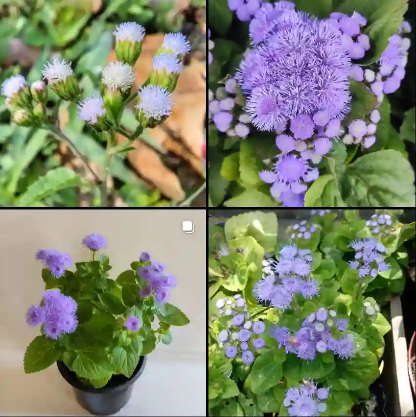 Ageratum