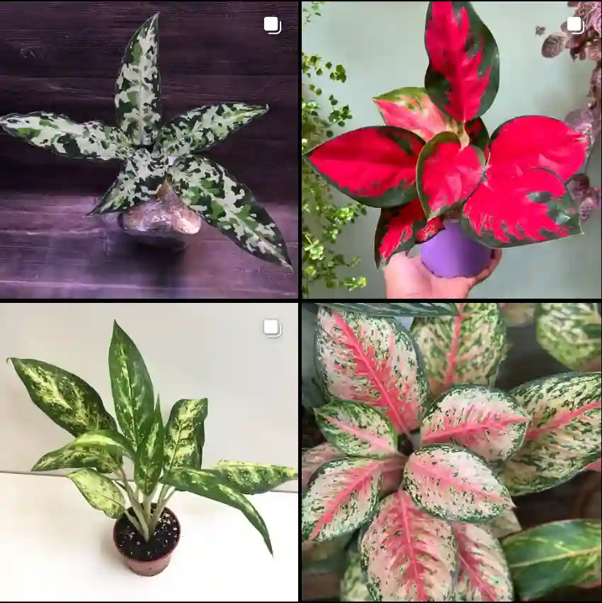 Aglaonema