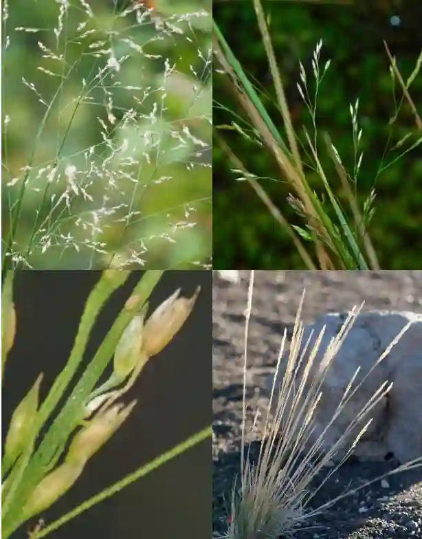 Agrostis