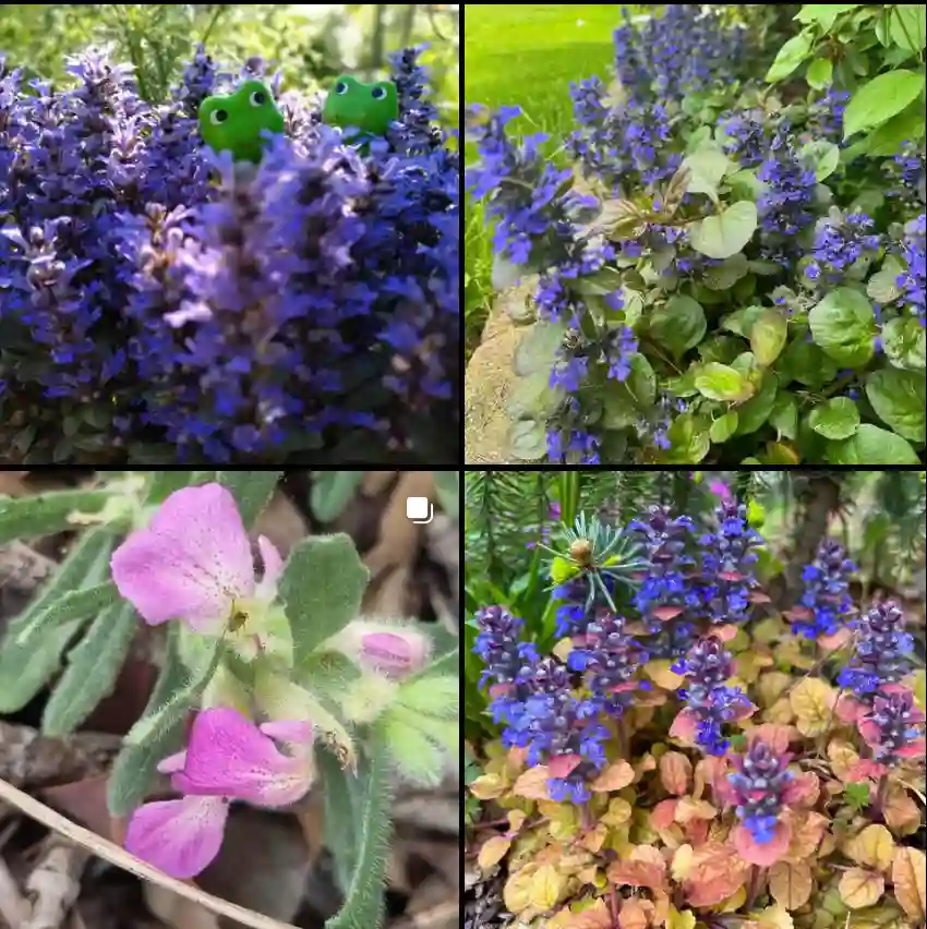 Ajuga