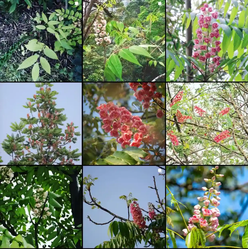 Akaniaceae