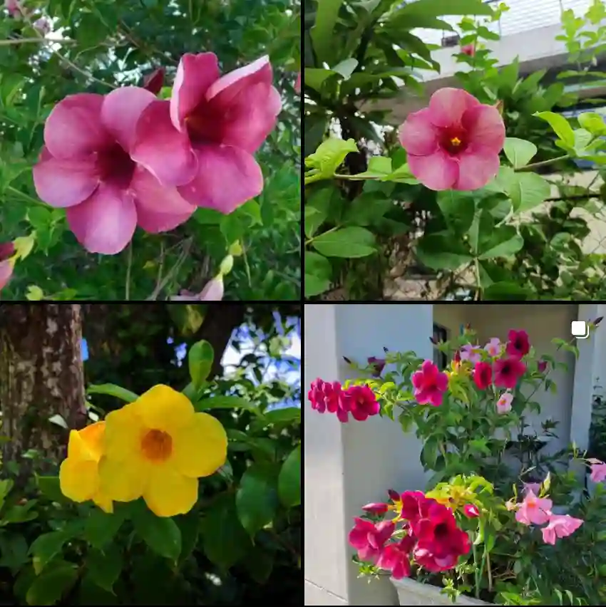 Allamanda