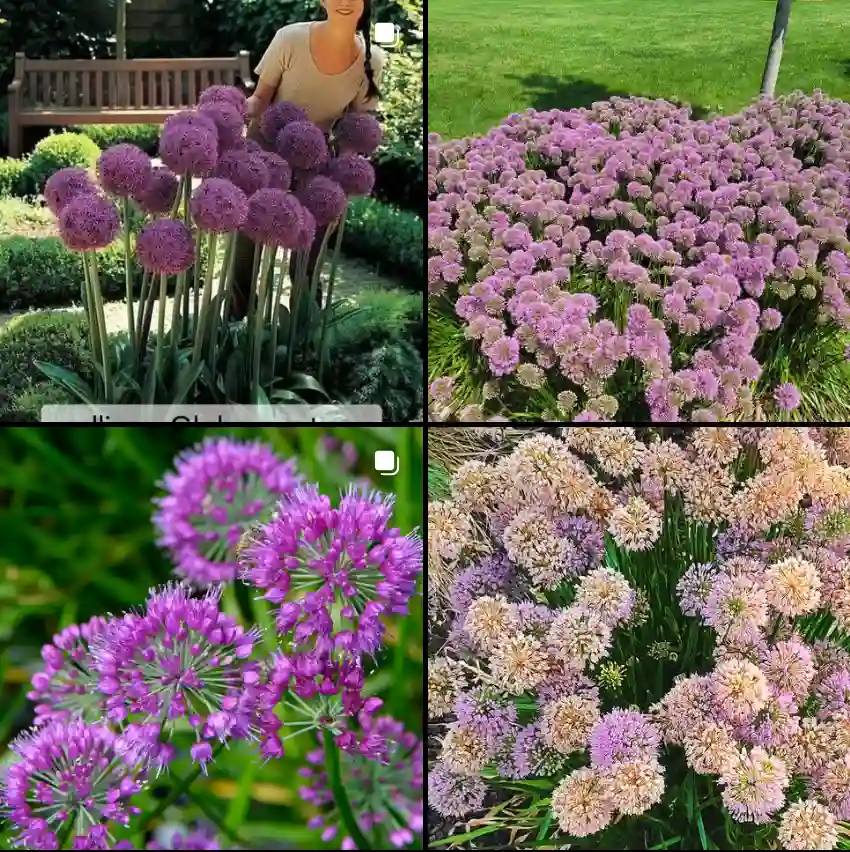 Allium