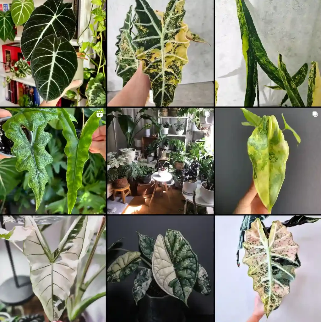 Alocasia