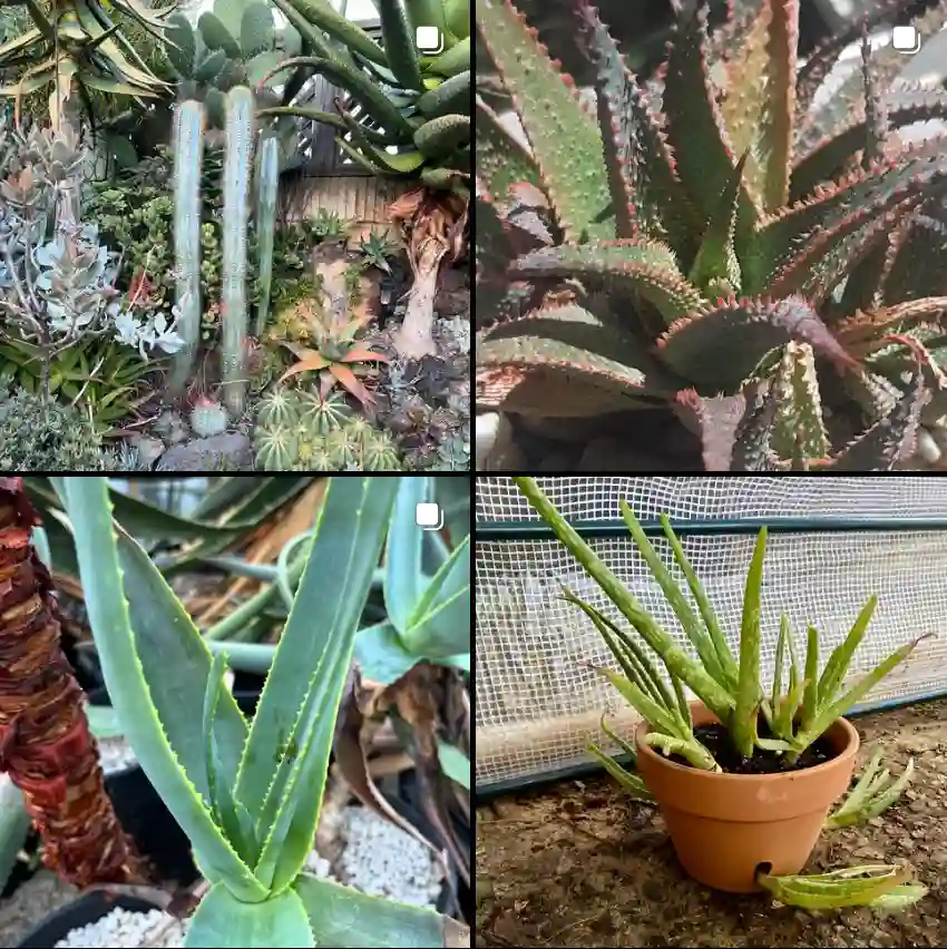 Aloe