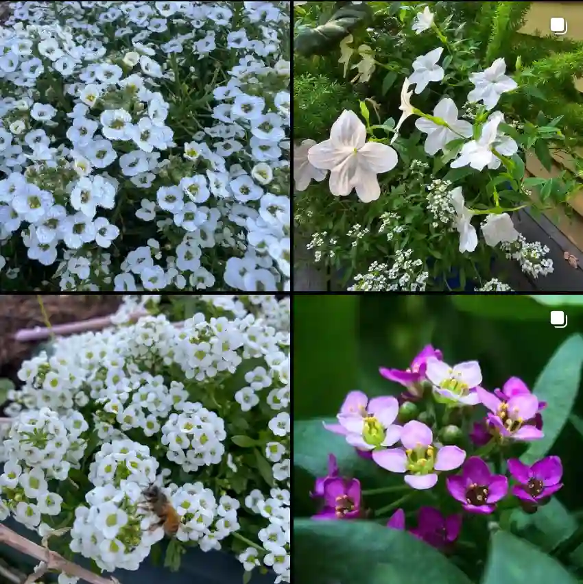 Alyssum