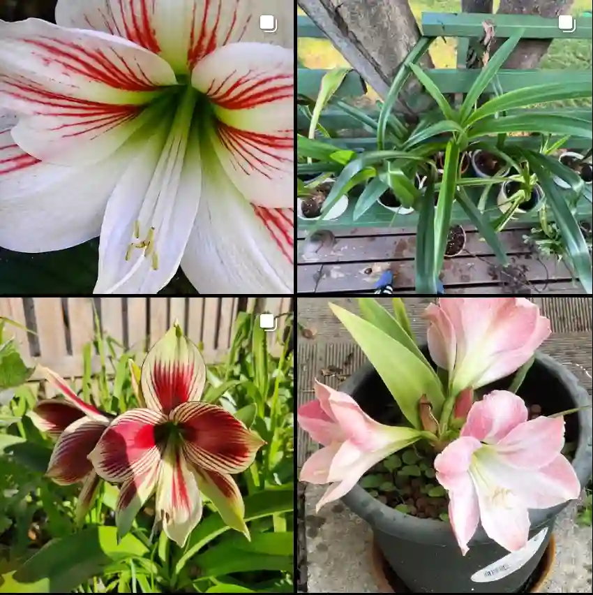 Amaryllis