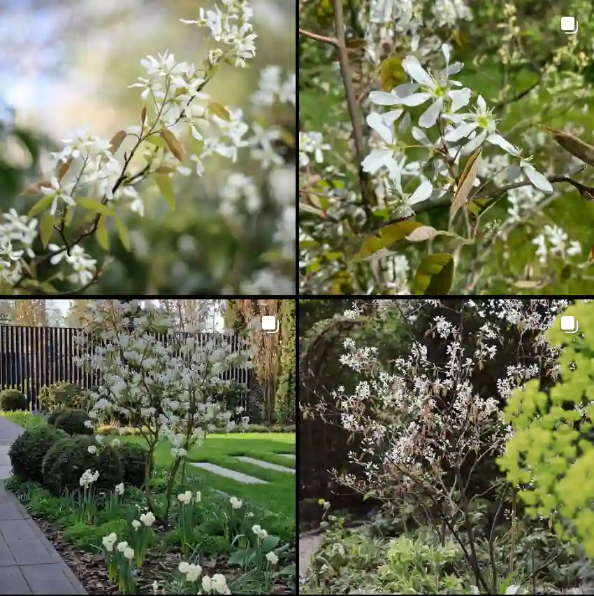 27 Species in Genus Amelanchier - Serviceberry