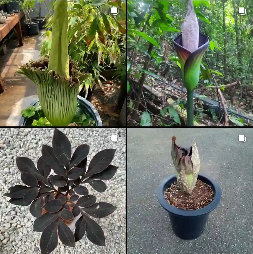 Amorphophallus