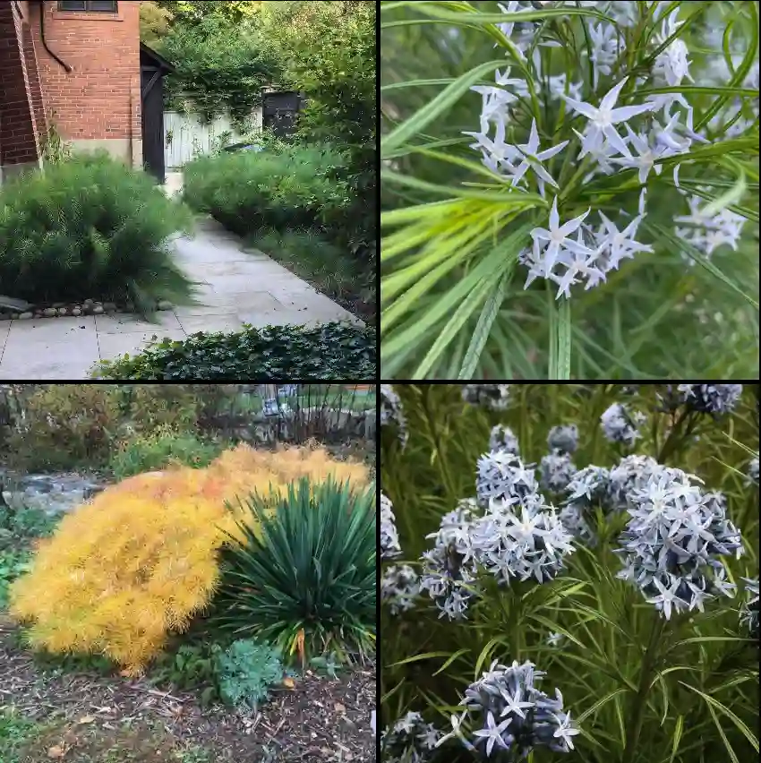 Amsonia