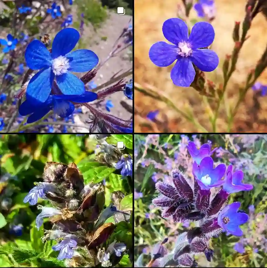 Anchusa