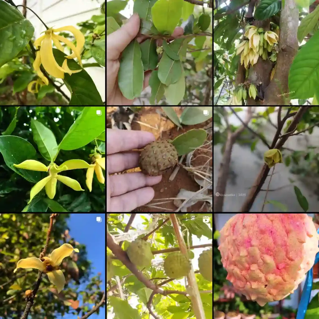 Annonaceae