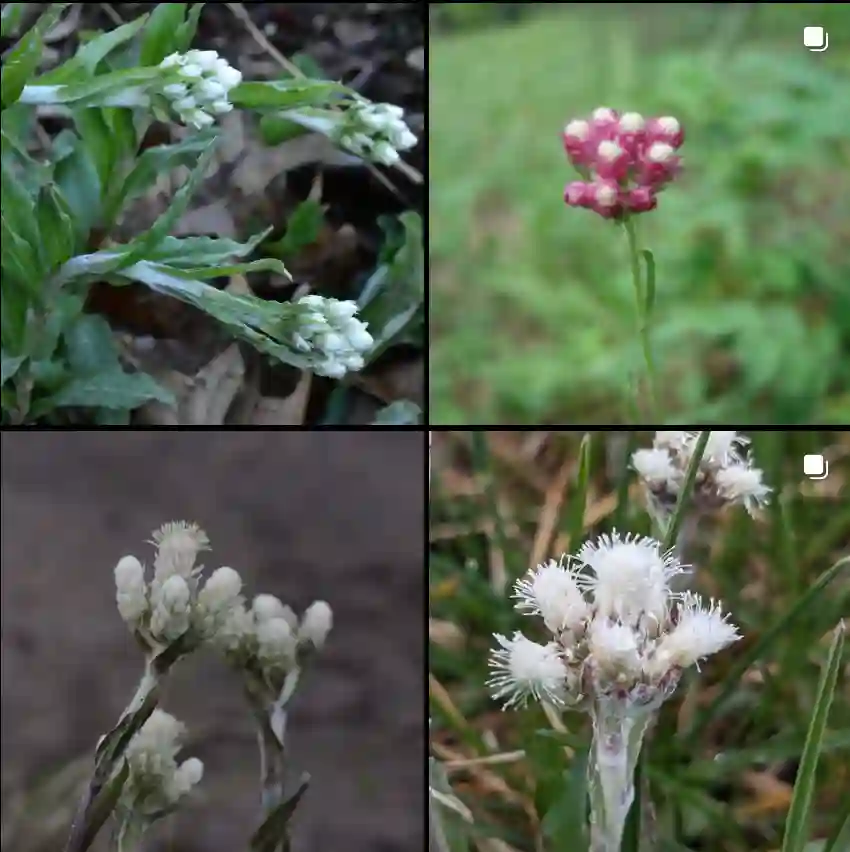 Antennaria