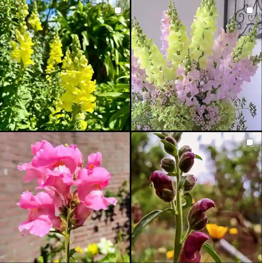 Antirrhinum