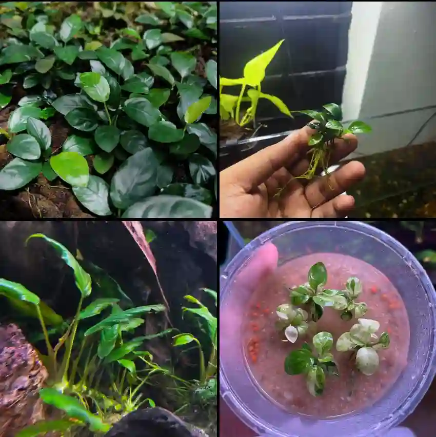 Anubias