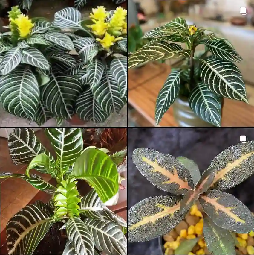 Aphelandra