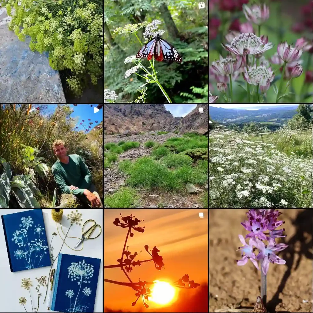 Apiaceae