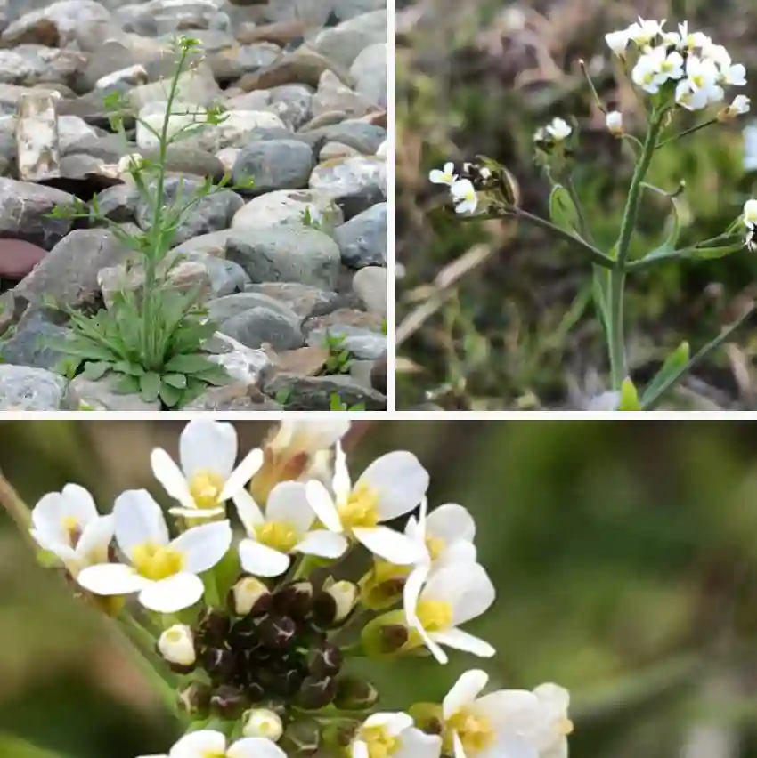 Arabidopsis