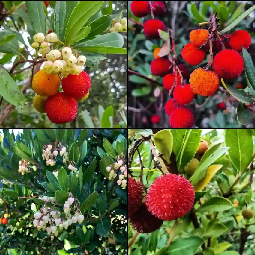 Arbutus